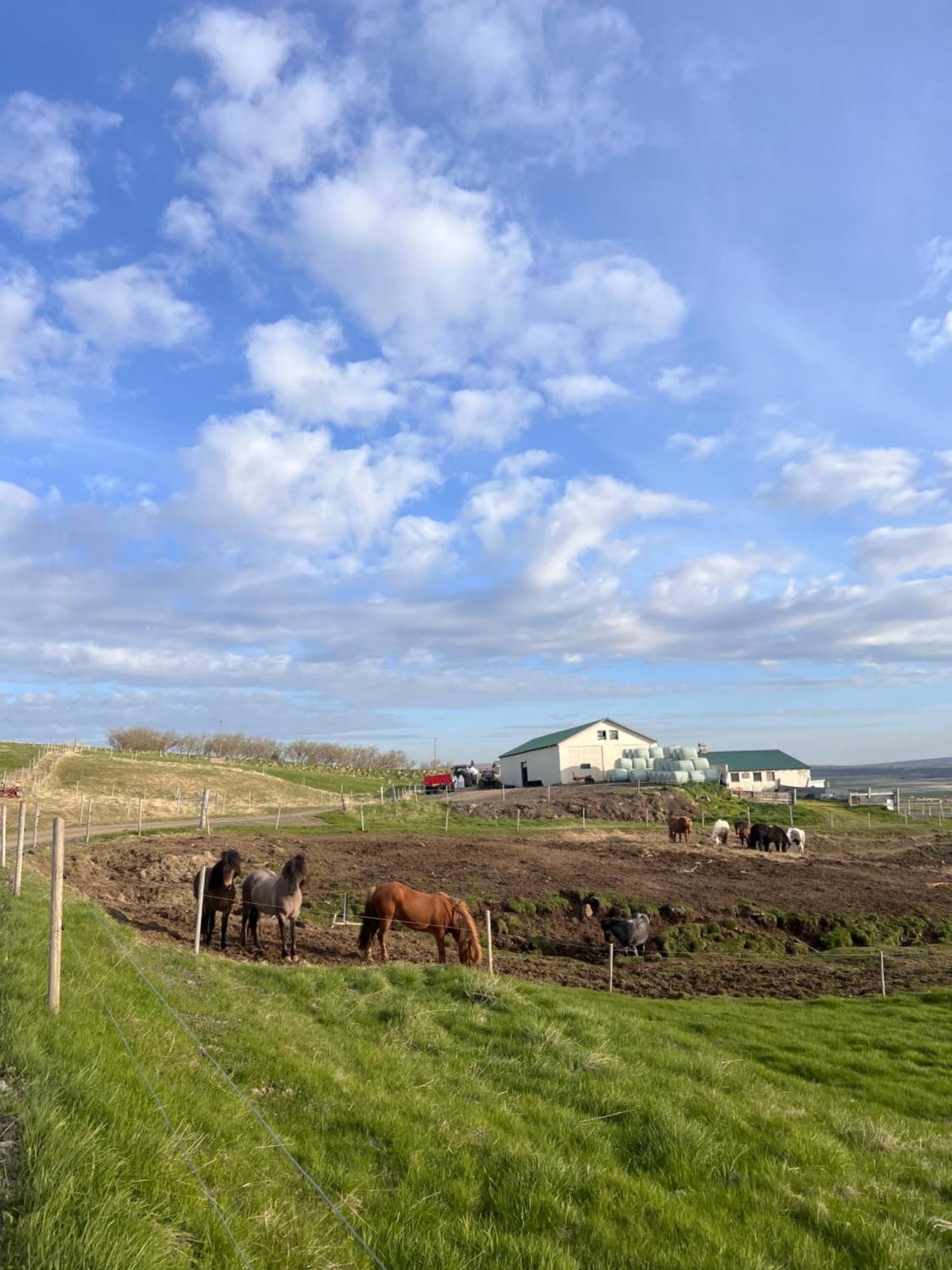 Stora-Asgeirsa Horse Farm Stay Vithigerthi المظهر الخارجي الصورة