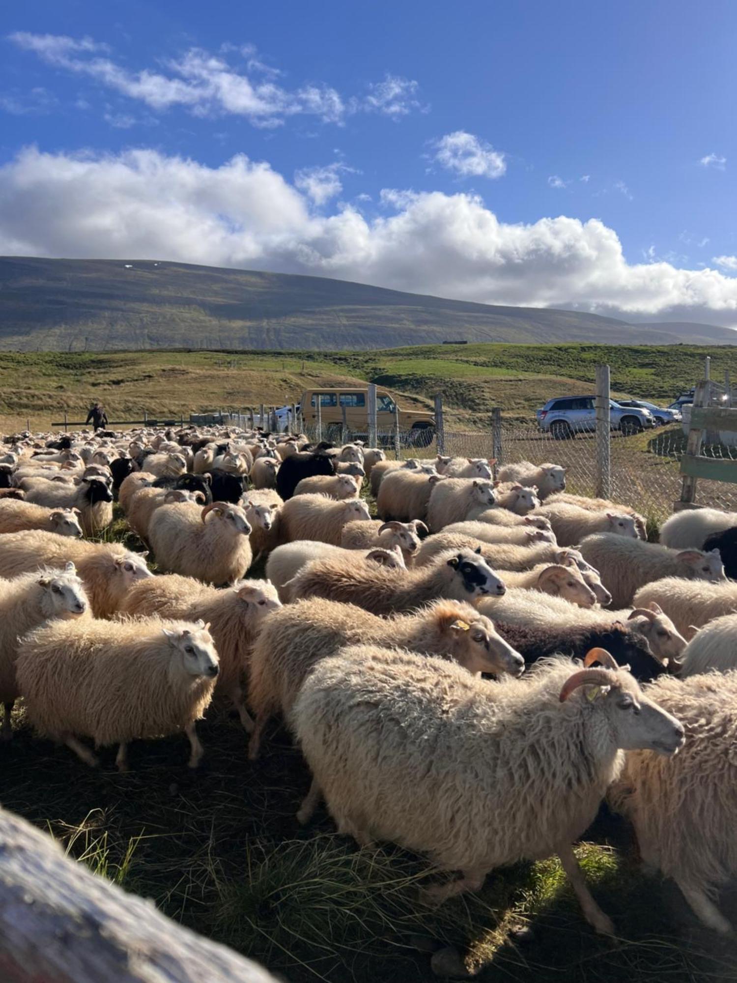 Stora-Asgeirsa Horse Farm Stay Vithigerthi المظهر الخارجي الصورة