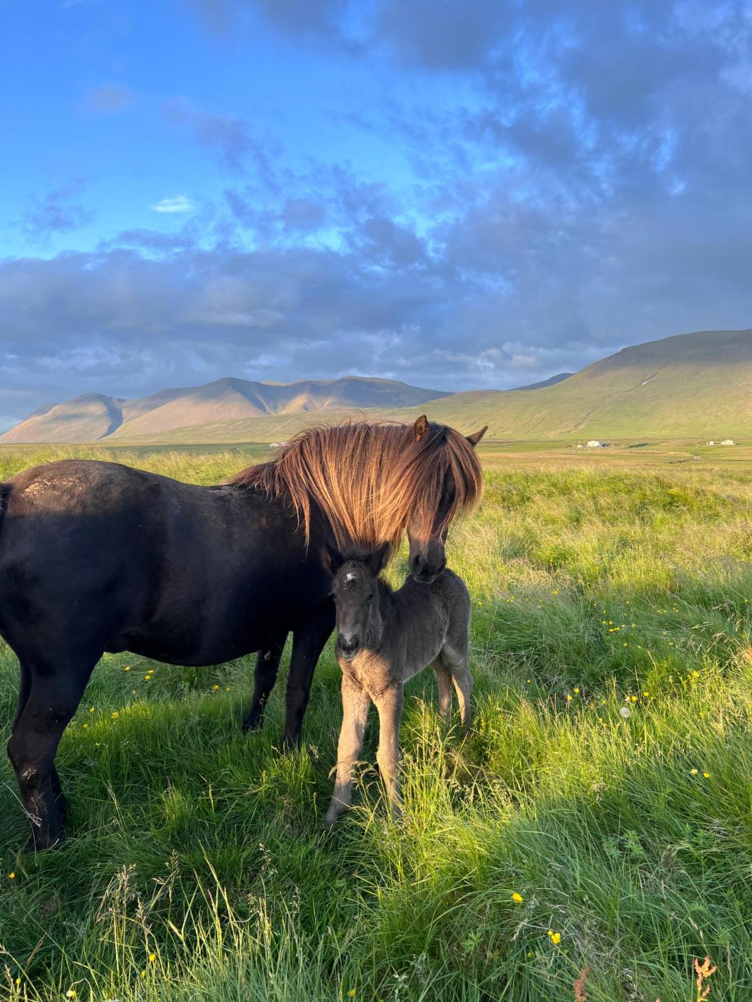 Stora-Asgeirsa Horse Farm Stay Vithigerthi المظهر الخارجي الصورة